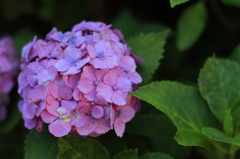 紫陽花。２