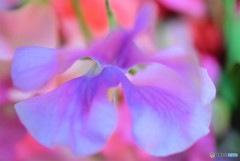 Purple Butterfly