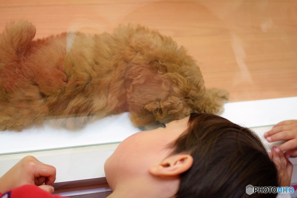 犬の気持ち？