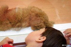 犬の気持ち？