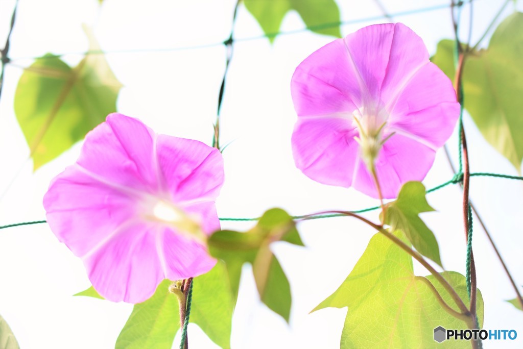 Bright morning♪