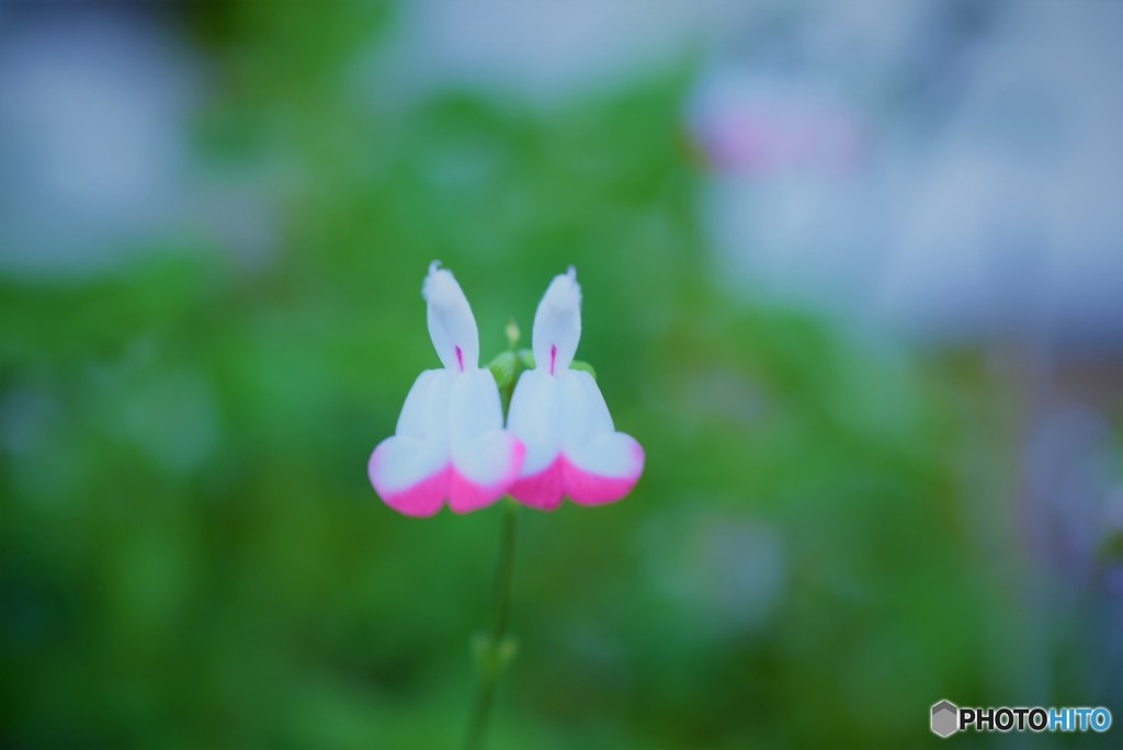 ふたりきりの･･･♪