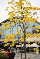 Yellow tree♪