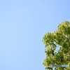 Blue sky ＆ Green♪