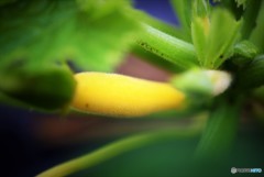 Yellow Zucchini baby ♪