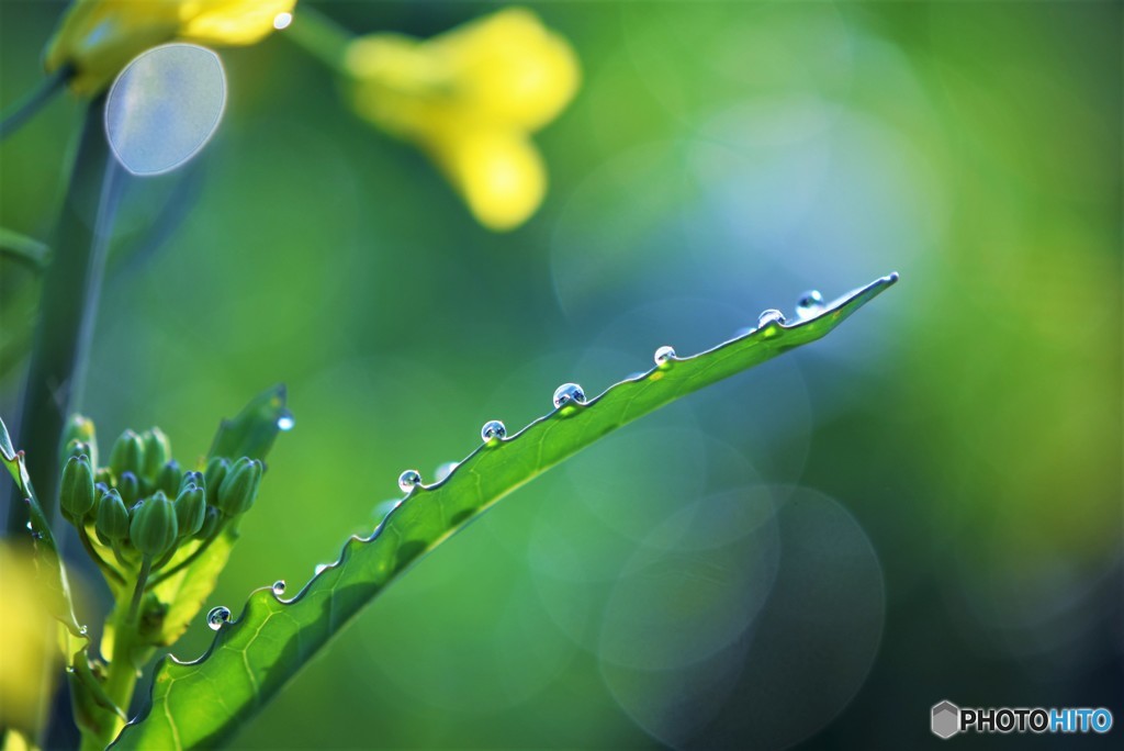 菜の花と朝露♪