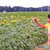 ヒマワリ畑で･･･♪