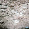 桜並木♪