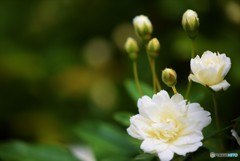 秘密の花園♪