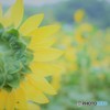 ひまわりの気持ち♪