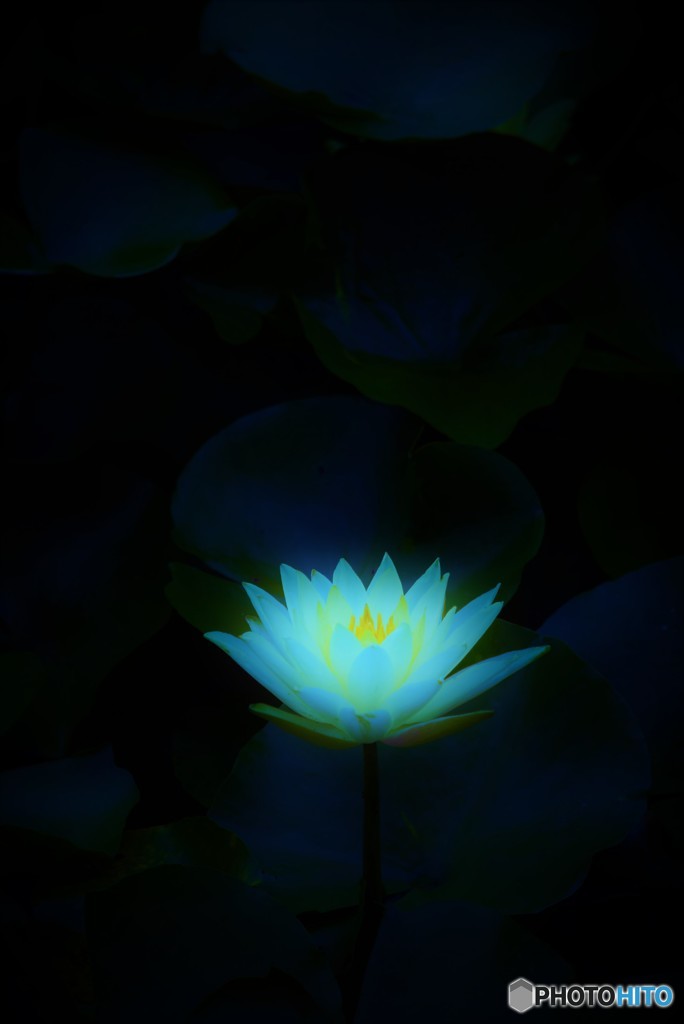 Blue Water Lilies