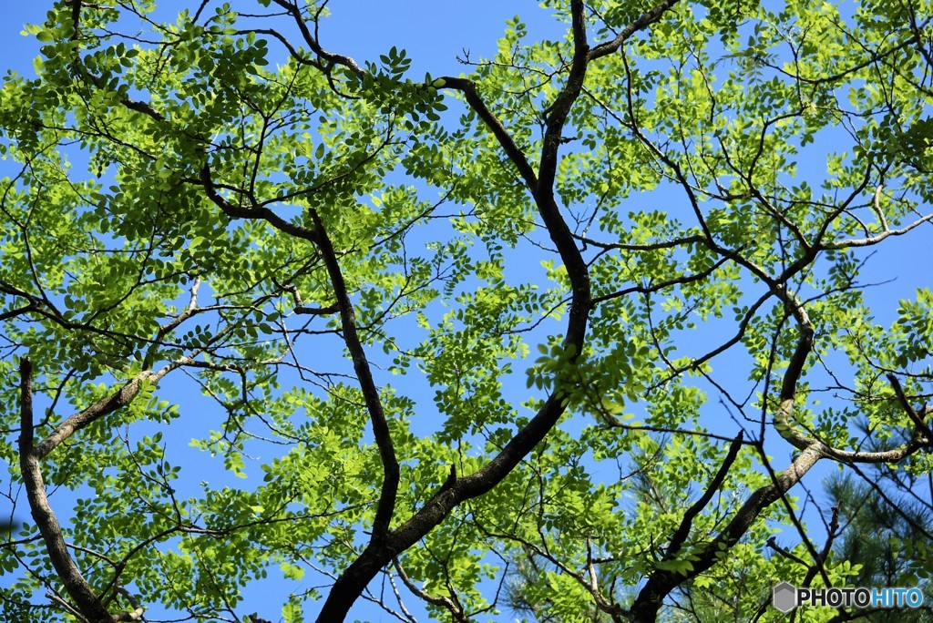 Green♪