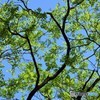 Green♪