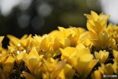 Yellow Leaves♪