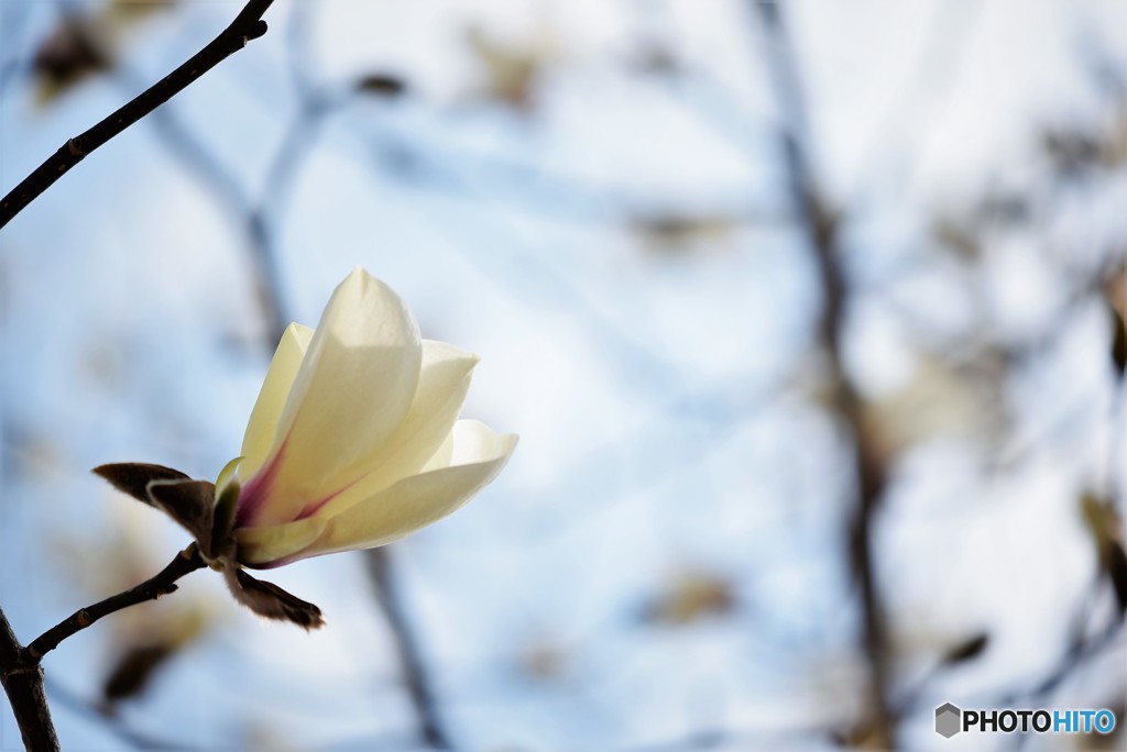 春待ち花♪