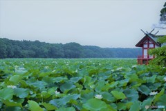 蓮池の朝♪