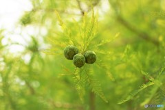 アイスの実がなる木♪