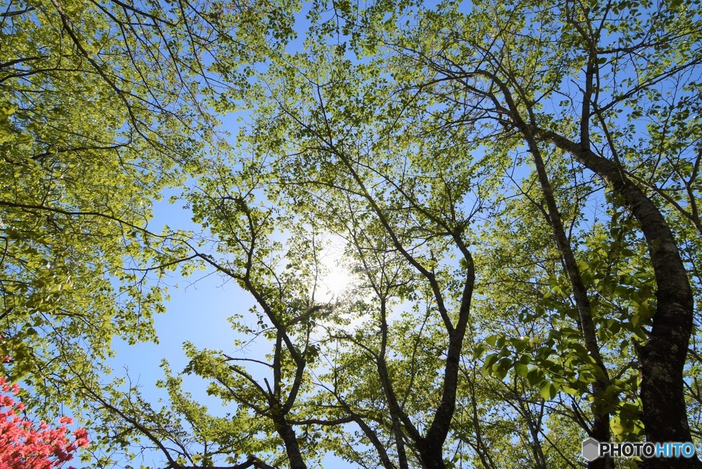 木漏れ日♪