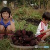 秋の収穫