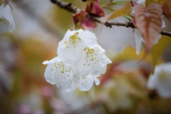 山桜の白♪