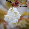 山桜の白♪