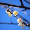春待ち梅