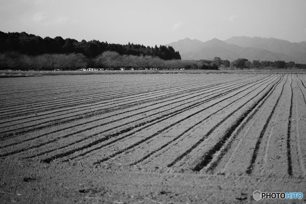 Field　 
