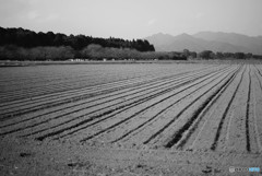 Field　 