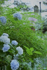 あじさいのある風景♪