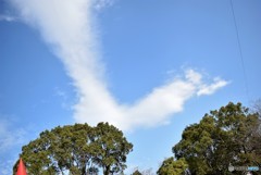 Like a Bird