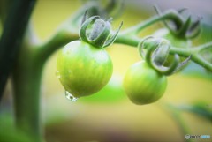 雨上がりの朝♪