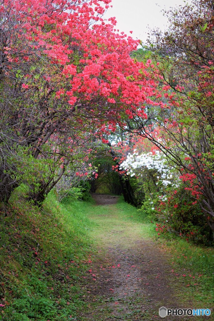 春のトンネル完成♪