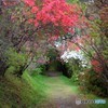 春のトンネル完成♪
