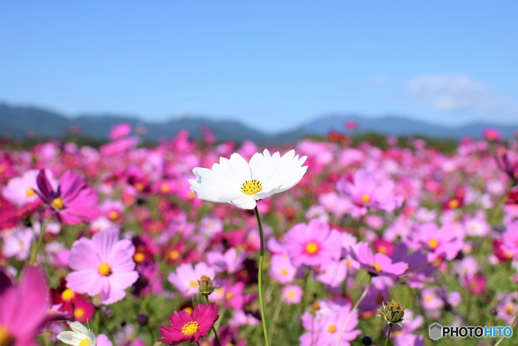 秋桜♪