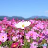 秋桜♪