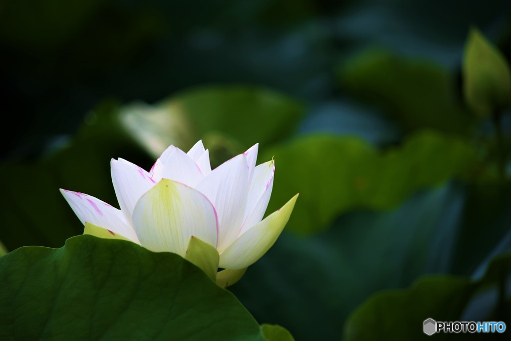 Good morning! white lotus♪