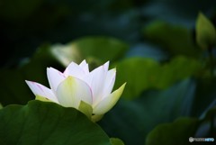 Good morning! white lotus♪