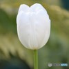 White color♪