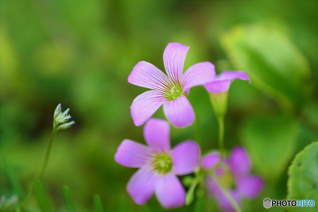 野の花♪