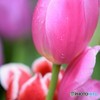 雨上がりのチューリップ