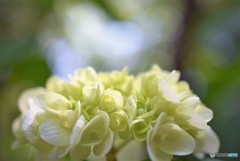 June Bride♪