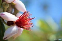 フェイジョアの花♪