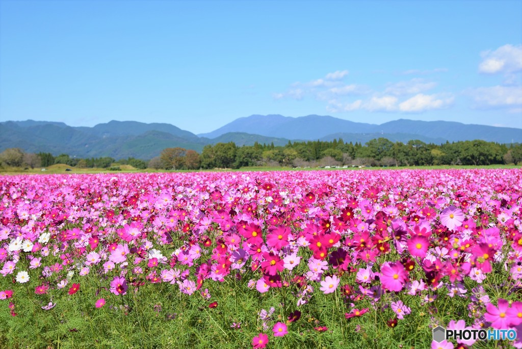 秋桜のある風景♪