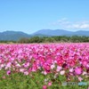 秋桜のある風景♪