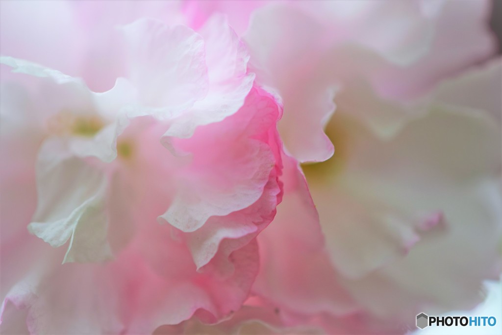 八重の桜♪