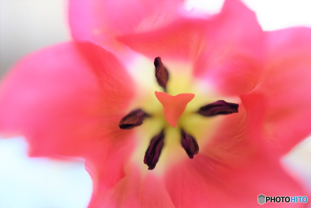 Tulip