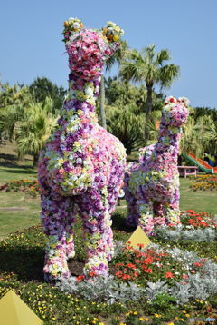 花らくだ