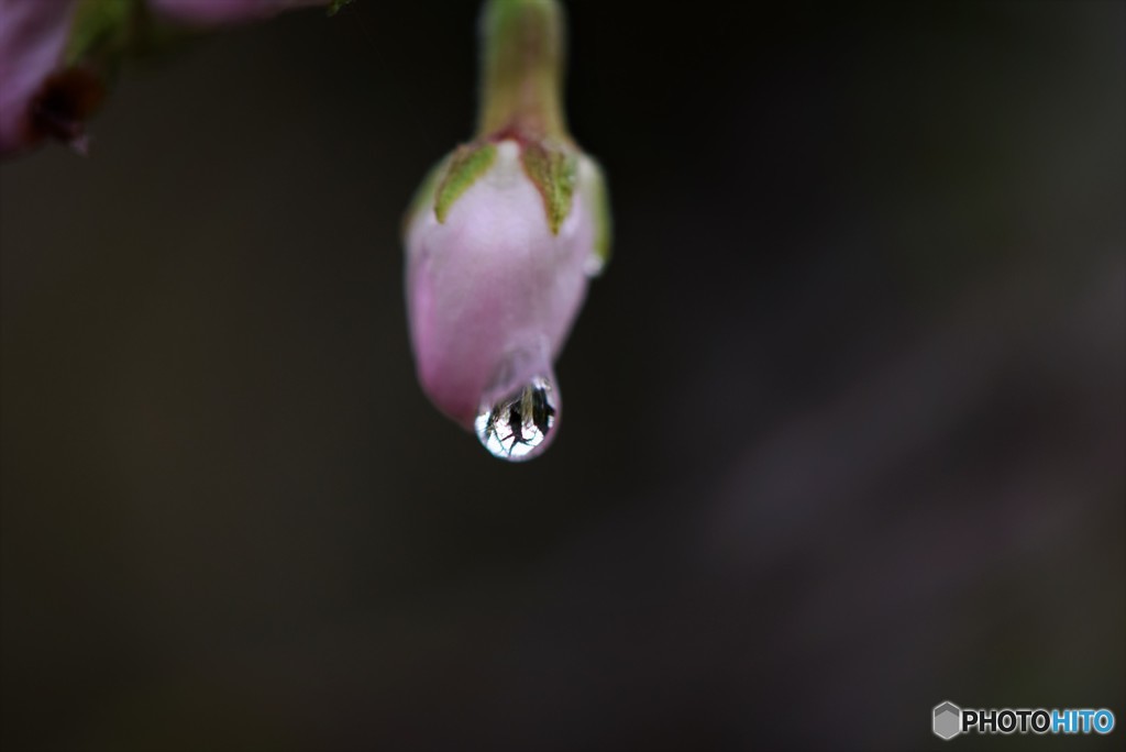 SAKURA’s　Tear♪