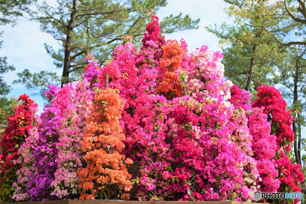 花の柱♪