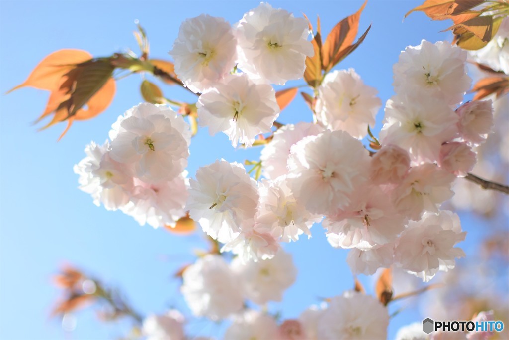 八重の桜♪
